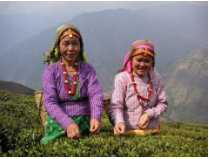 Tea Division